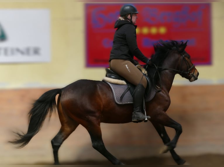 Hucul Gelding 6 years 14,1 hh Dun in Ramsau am Dachstein