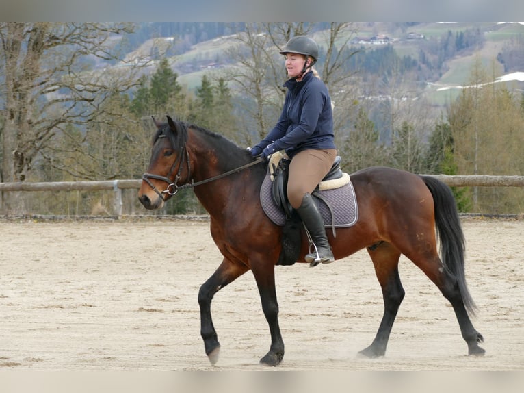 Hucul Gelding 6 years 14,1 hh Dun in Ramsau am Dachstein