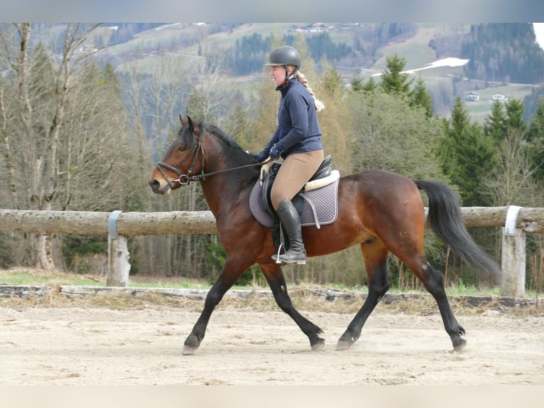 Hucul Gelding 6 years 14,1 hh Dun in Ramsau am Dachstein