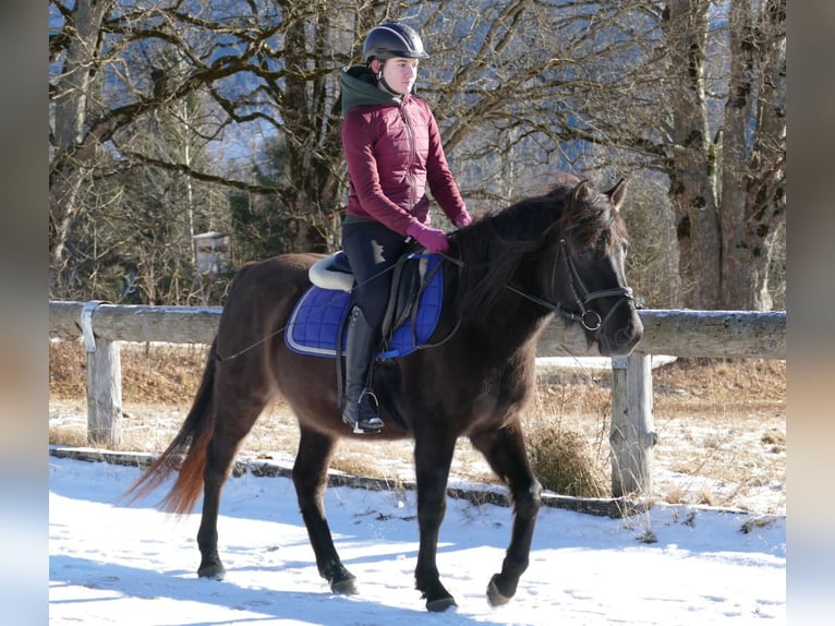 Hucul Gelding 6 years 14,1 hh Dun in Ramsau