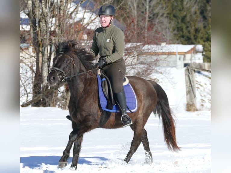 Hucul Gelding 6 years 14,1 hh Dun in Ramsau