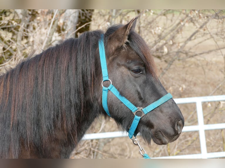 Hucul Gelding 6 years 14,1 hh Dun in Ramsau