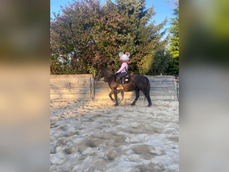 Hucul Gelding 6 years Black in Stainz