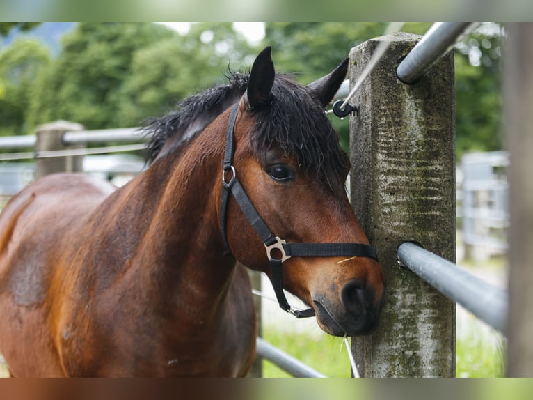 Hucul Gelding 7 years 13,2 hh Bay-Dark in Reutte