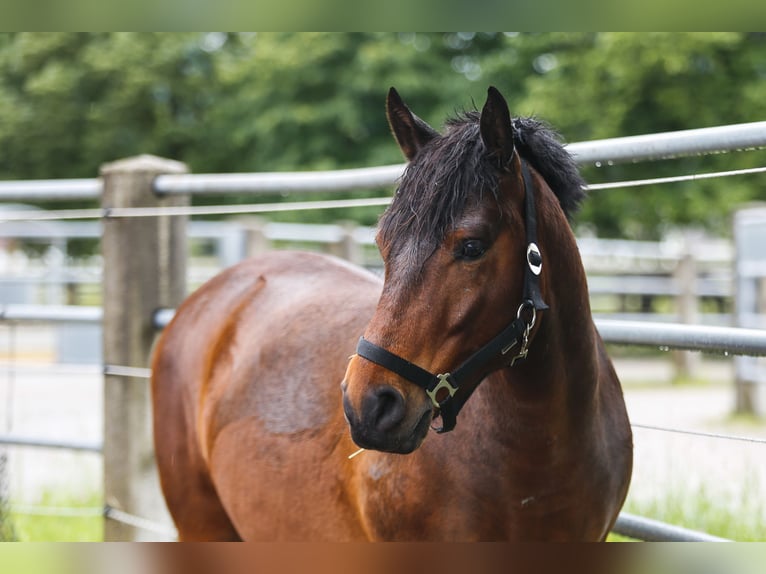 Hucul Gelding 7 years 13,2 hh Bay-Dark in Reutte