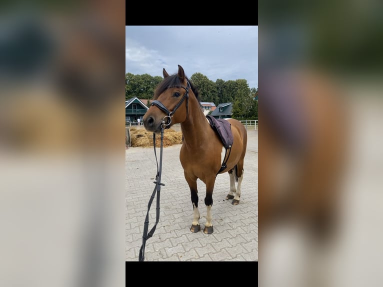 Hucul Gelding 7 years 13,3 hh Pinto in Oberlangen