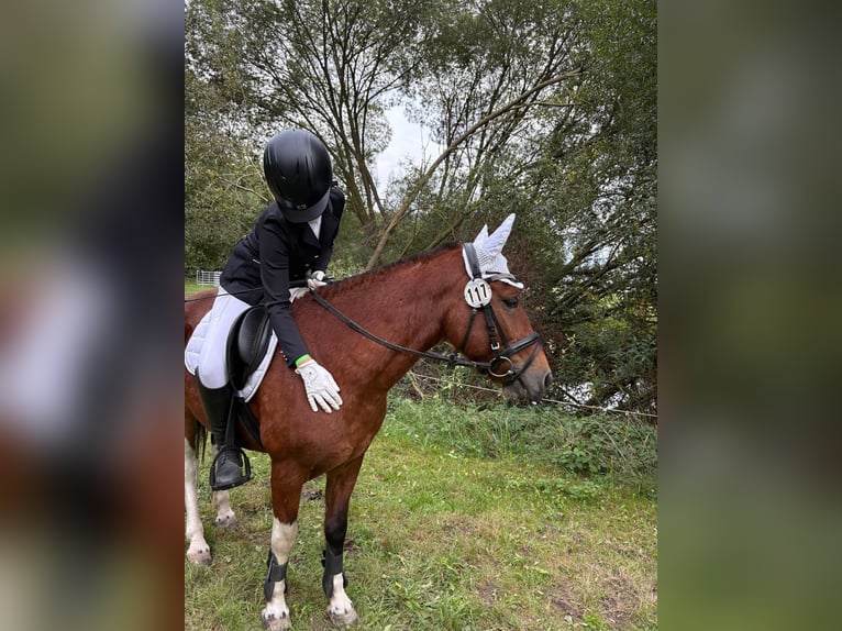 Hucul Gelding 7 years 13,2 hh Pinto in Bentzin
