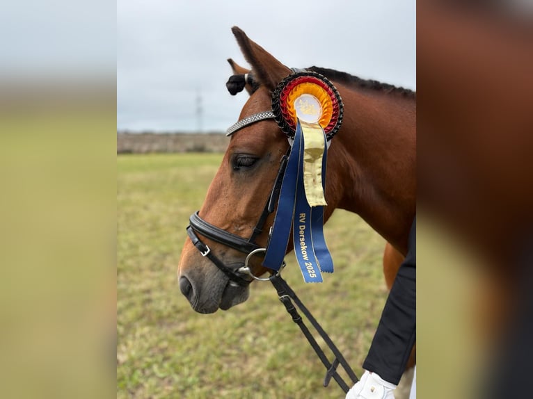 Hucul Gelding 7 years 13,2 hh Pinto in Bentzin
