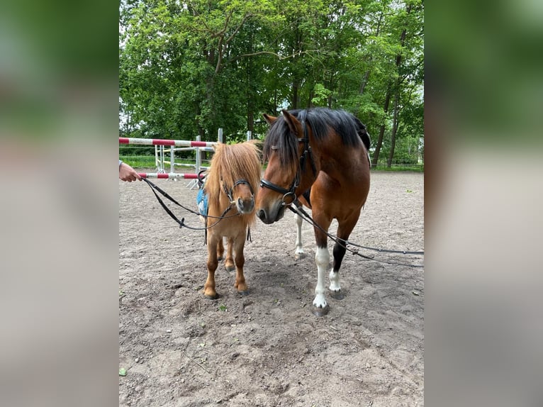Hucul Gelding 7 years 13,2 hh Pinto in Bentzin