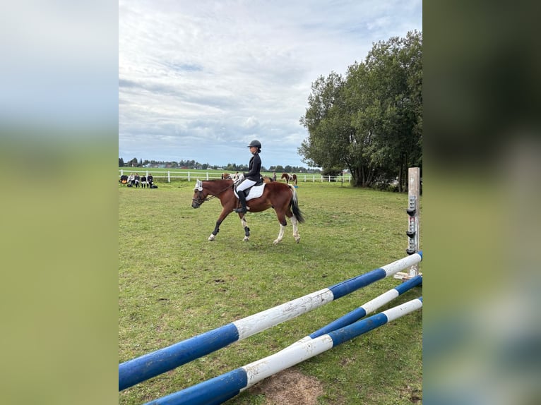 Hucul Gelding 7 years 13,2 hh Pinto in Bentzin