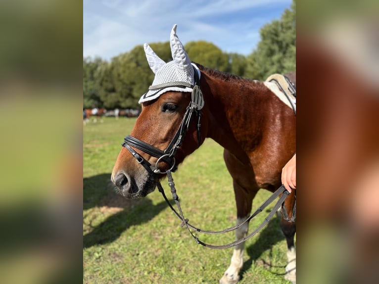 Hucul Gelding 7 years 13,2 hh Pinto in Bentzin