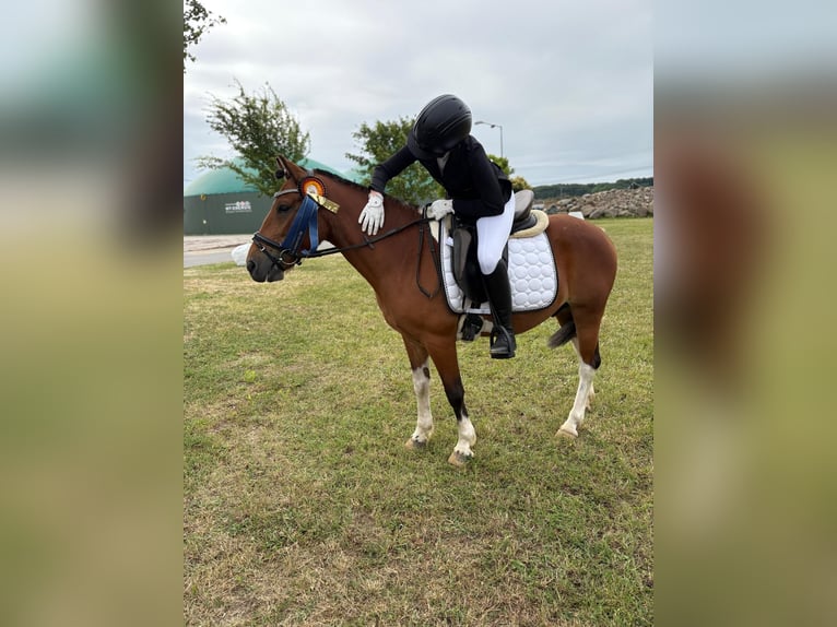 Hucul Gelding 7 years 13,2 hh Pinto in Bentzin