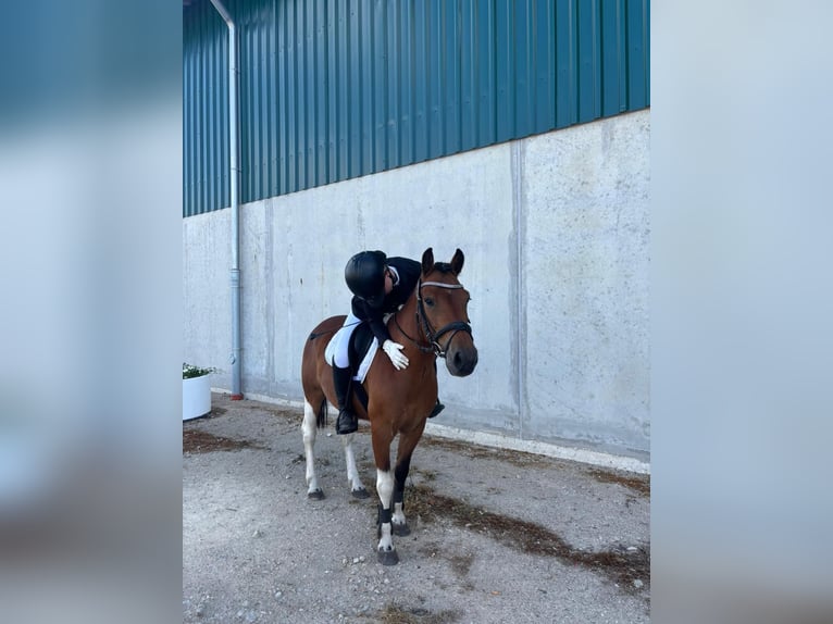 Hucul Gelding 7 years 13,2 hh Pinto in Bentzin
