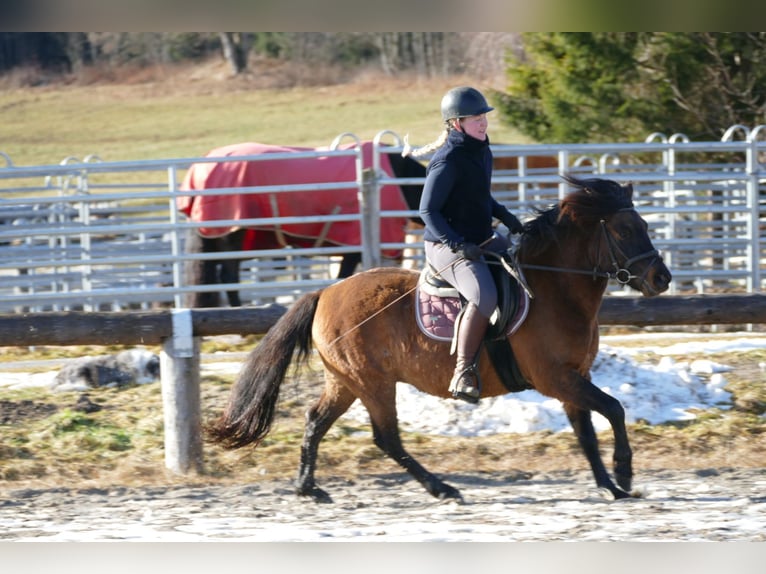Hucul Gelding 7 years 13,3 hh Dun in Ramsau/D.