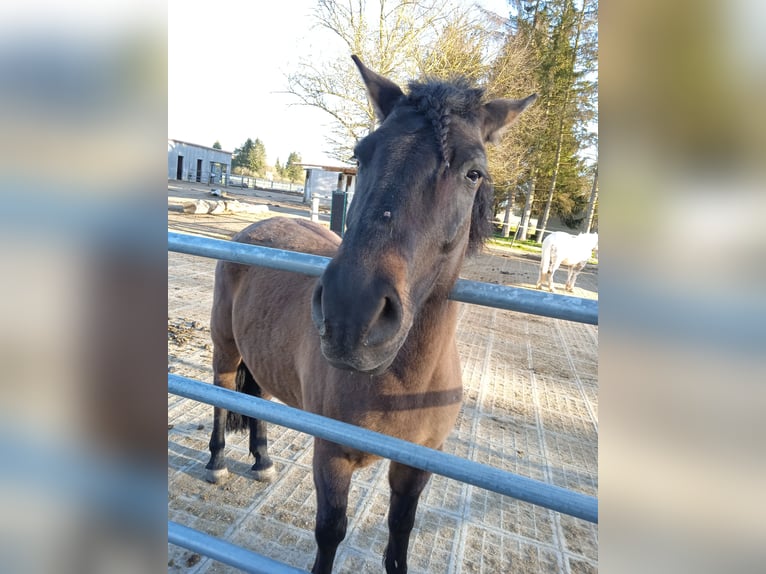 Hucul Gelding 7 years 14,1 hh Bay-Dark in Mertingen
