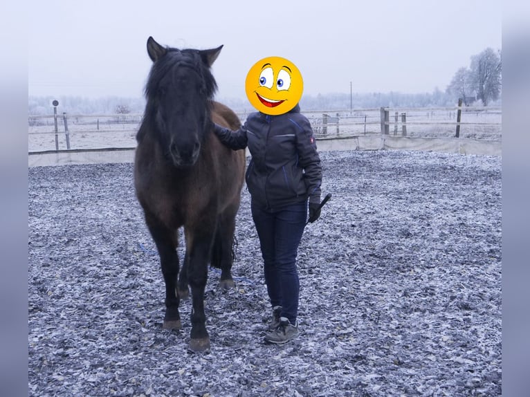 Hucul Gelding 7 years 14,1 hh Bay-Dark in Mertingen