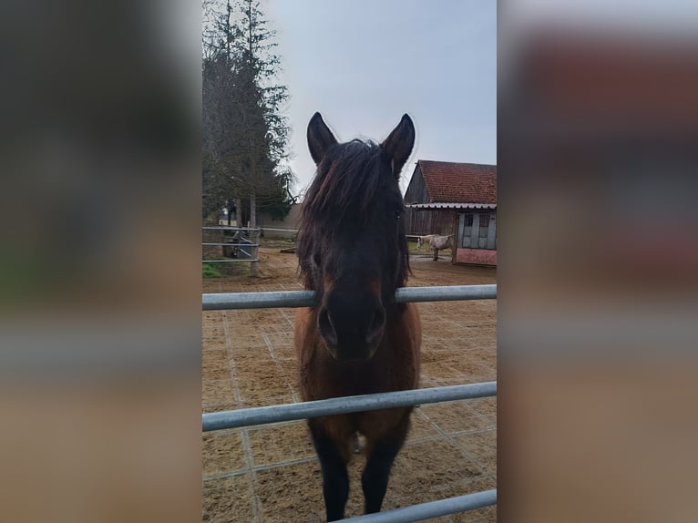 Hucul Gelding 7 years 14,1 hh Bay-Dark in Mertingen