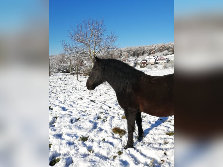 Hucul Gelding 8 years 12,2 hh Black in RemshaldenRemshalden