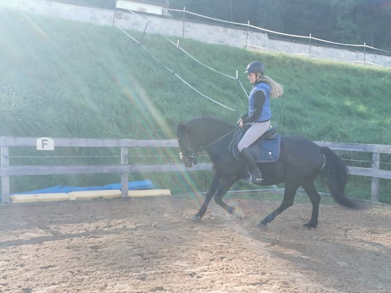 Hucul Gelding 8 years 13,2 hh Black in Rietz