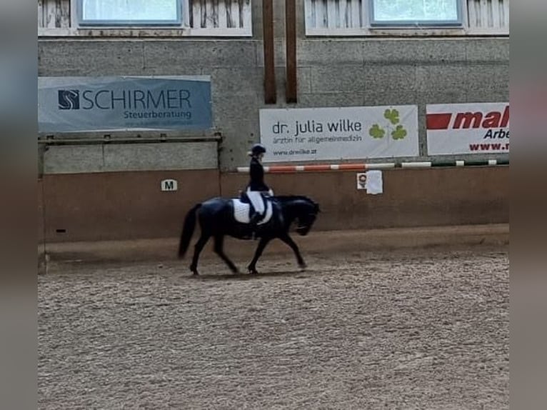 Hucul Gelding 8 years 13,2 hh Black in Rietz