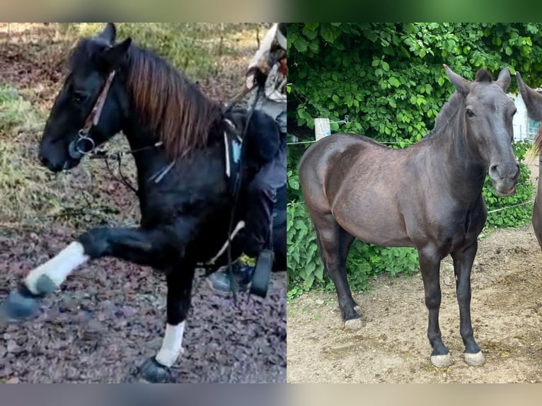 Hucul Gelding 8 years 13,2 hh Black in Remetschwil