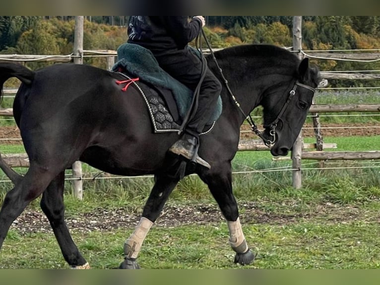 Hucul Gelding 8 years 13,2 hh Black in Remetschwil