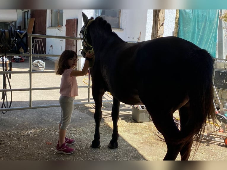 Hucul Gelding 8 years 13,2 hh Black in Remetschwil