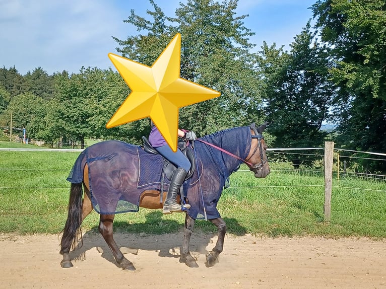 Hucul Gelding 8 years 13.2 hh Brown in Hagen am Teutoburger Wald