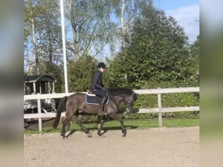 Hucul Gelding 8 years 14,1 hh Brown in Weroth