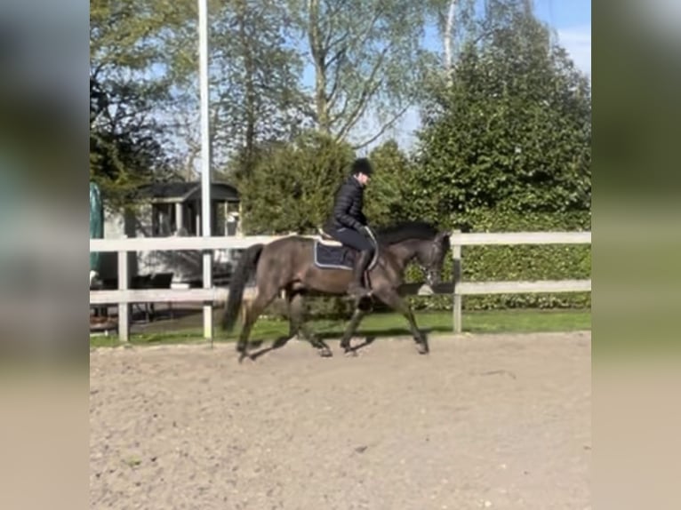 Hucul Gelding 8 years 14,1 hh Brown in Weroth