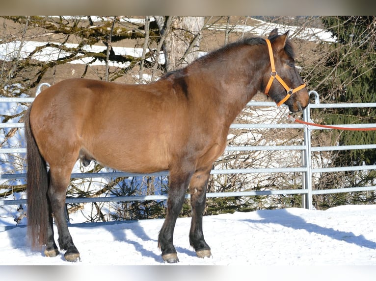 Hucul Gelding 8 years 14,1 hh Dun in Ramsau