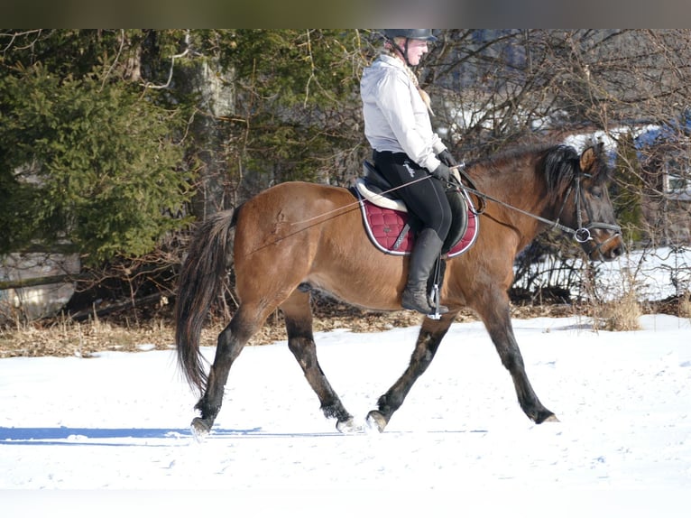 Hucul Gelding 8 years 14,1 hh Dun in Ramsau