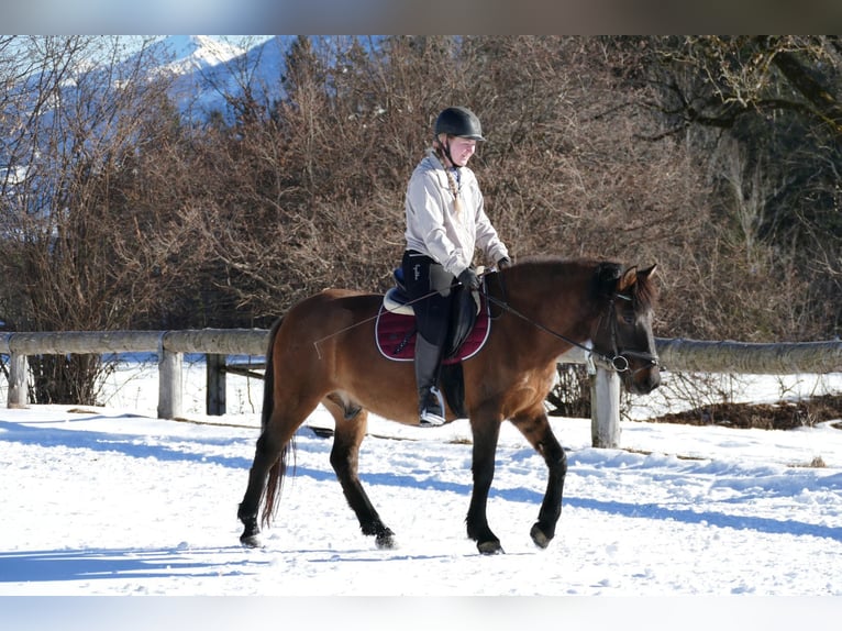 Hucul Gelding 8 years 14,1 hh Dun in Ramsau