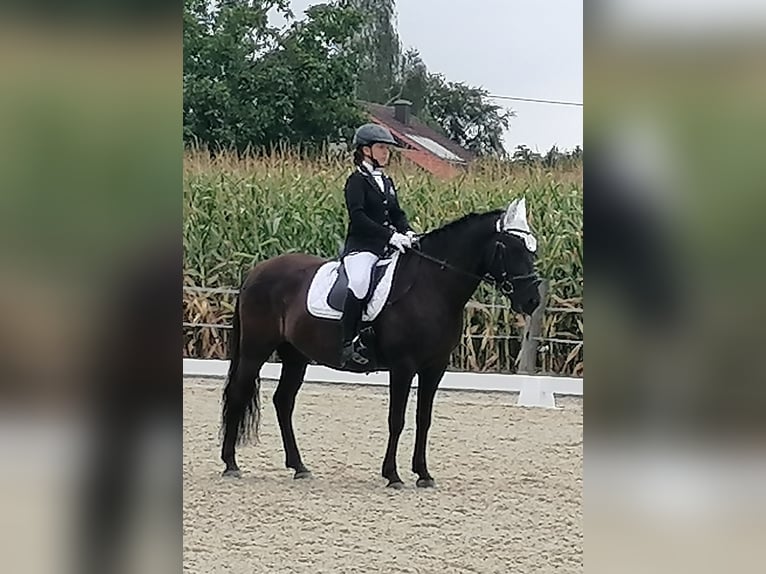 Hucul Gelding 8 years 14,2 hh Black in St. Martin im Innkreis