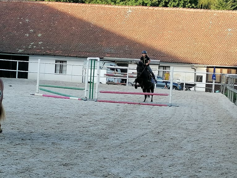 Hucul Gelding 8 years 14,2 hh Black in St. Martin im Innkreis