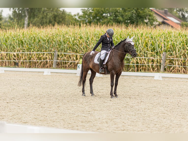 Hucul Gelding 8 years 14,2 hh Black in St. Martin im Innkreis