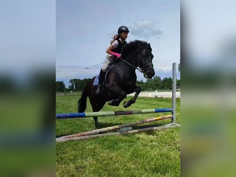 Hucul Gelding 8 years 14,2 hh Black in St. Martin im Innkreis