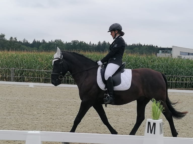 Hucul Gelding 8 years 14,2 hh Black in St. Martin im Innkreis