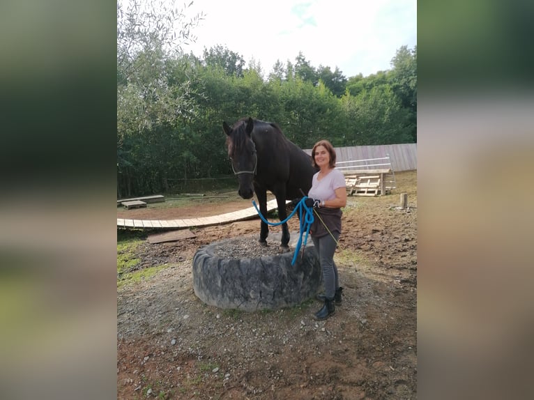 Hucul Gelding 8 years 14,2 hh Black in St. Martin im Innkreis