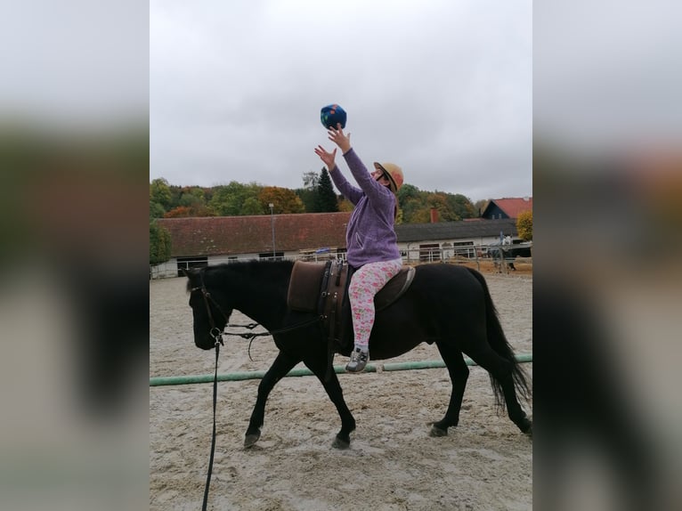 Hucul Gelding 8 years 14,2 hh Black in St. Martin im Innkreis