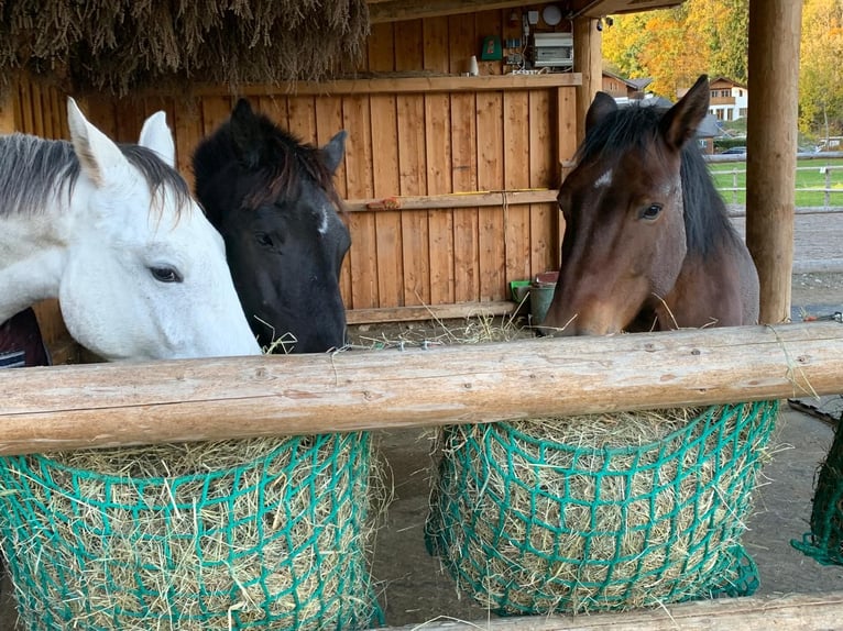 Hucul Gelding 8 years 14,2 hh Brown in St Wolfgang