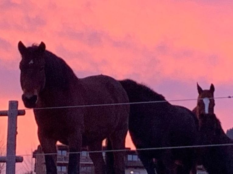 Hucul Gelding 8 years 14,2 hh Brown in St Wolfgang