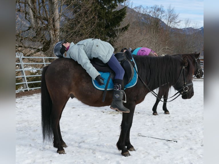 Hucul Gelding 8 years 14 hh Dun in Ramsau