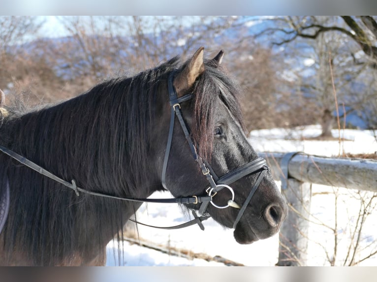 Hucul Gelding 8 years 14 hh Dun in Ramsau
