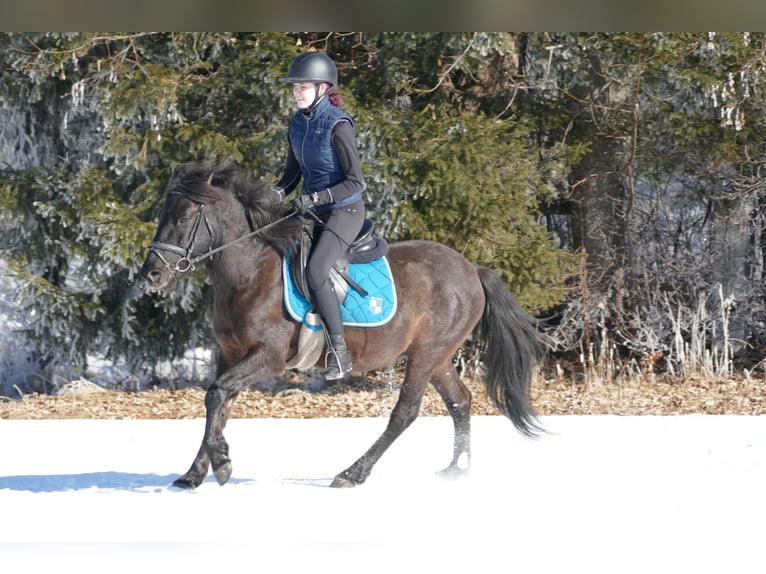 Hucul Gelding 8 years 14 hh Dun in Ramsau