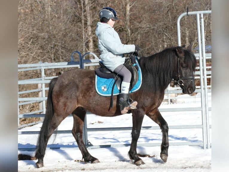 Hucul Gelding 8 years 14 hh Dun in Ramsau