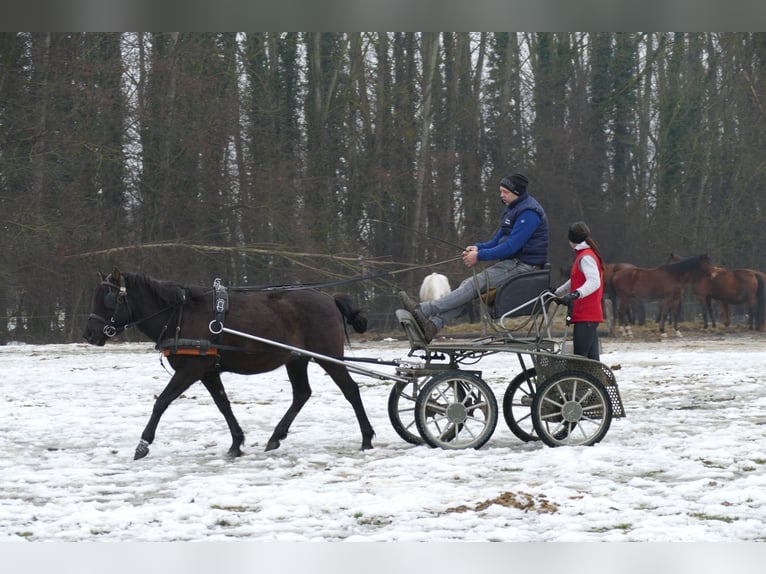 Hucul Gelding 8 years 14 hh Dun in Ramsau