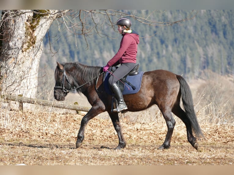 Hucul Gelding 8 years 14 hh Dun in Ramsau