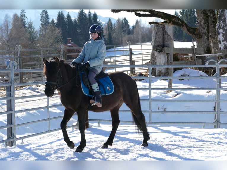 Hucul Gelding 8 years 14 hh Dun in Ramsau