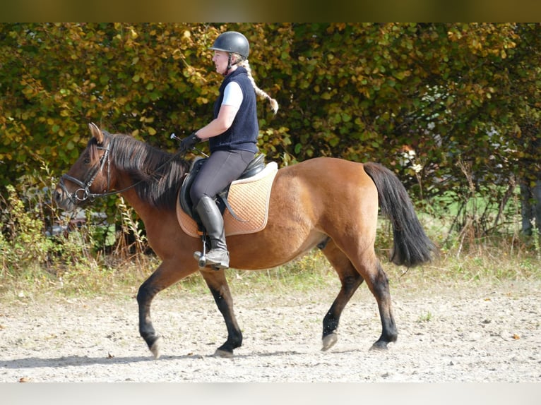 Hucul Gelding 8 years 14 hh Dun in Ramsau